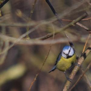 Blue Tit