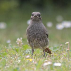 Black Redstart