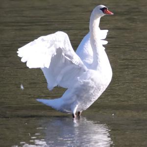 Mute Swan