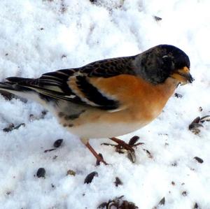 Brambling