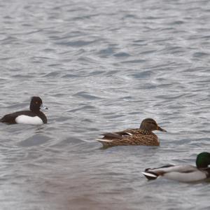 Tufted Duck