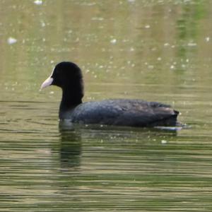 Common Coot