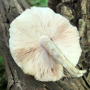 Fawn Mushroom