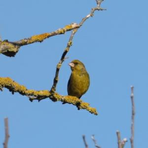 European Greenfinch