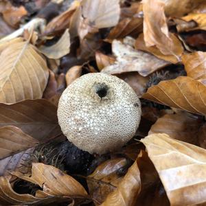 Gem-studded Puffball