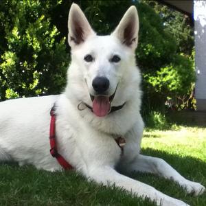 Berger Blanc Suisse