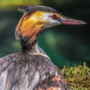 Great Crested Grebe