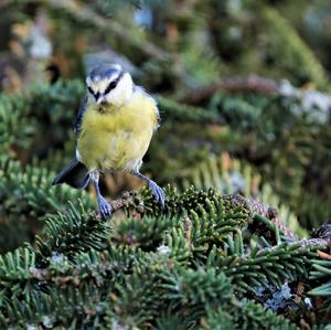 Blue Tit