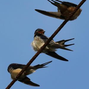 Barn Swallow