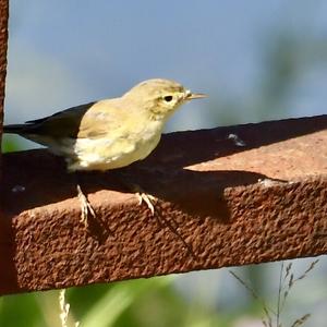 Willow Warbler