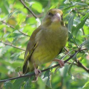 European Greenfinch