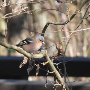 Eurasian Chaffinch