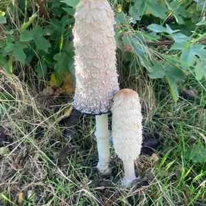 Shaggy Mane