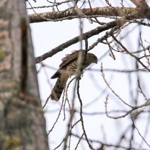 Eurasian Sparrowhawk