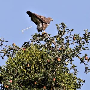 Mäusebussard