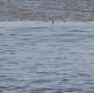 Northern Shoveler