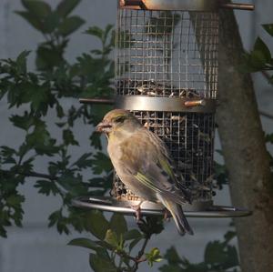 European Greenfinch