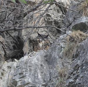 Eurasian Eagle-owl