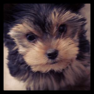 Unknown Breed