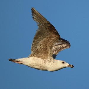 Great Black-backed Gull