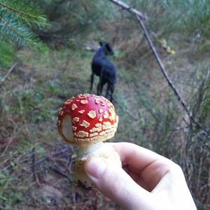 Fly Agaric