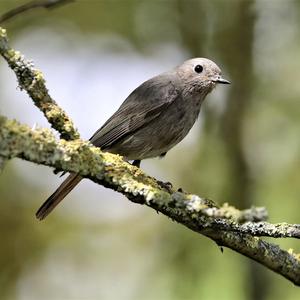 Black Redstart