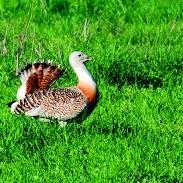 Great Bustard