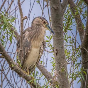 Black-crowned Night-heron