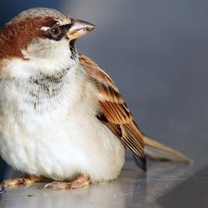 House Sparrow