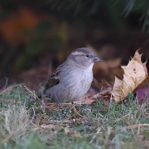 House Sparrow