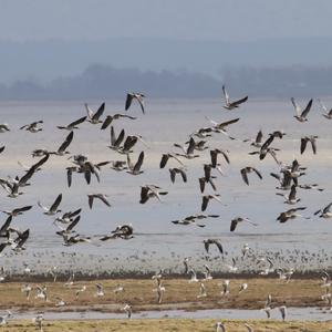 Barnacle Goose