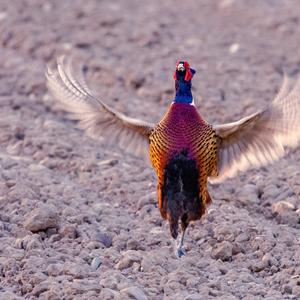 Common Pheasant