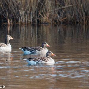 Greylag Goose