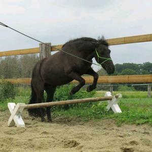 Shetland Pony