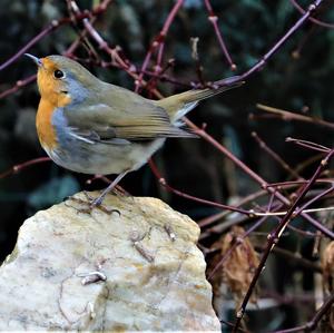 European Robin