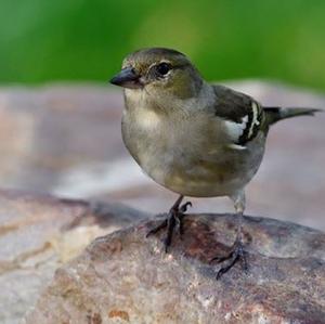 Eurasian Chaffinch