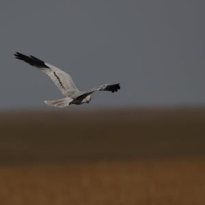 Montagu's Harrier