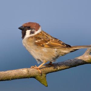 Eurasian Tree Sparrow