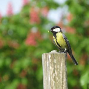 Great Tit