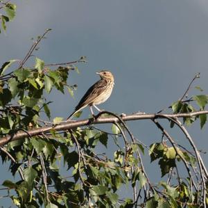 Tree Pipit