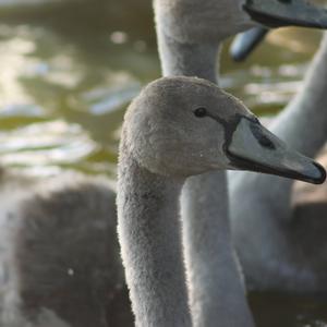 Mute Swan