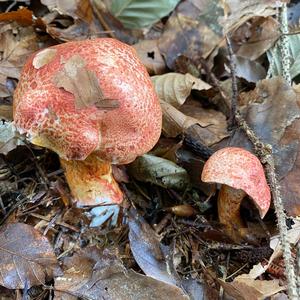 Red-dappled Web Cap