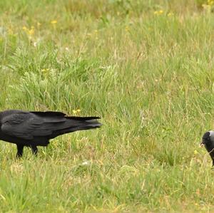 Common Raven