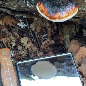 Red-belted Polypore