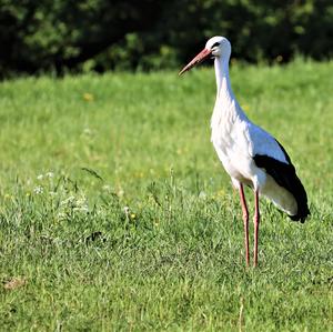 White Stork