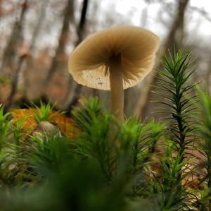 Waldfreundrübling