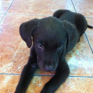 Retriever (Labrador)