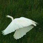 Little Egret