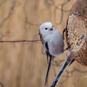 Long-tailed Tit