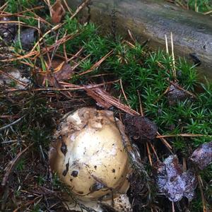 Death Cap